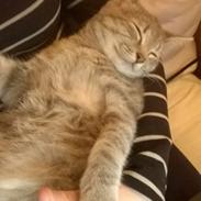 Huskat Rosenstand Feline