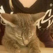 Huskat Rosenstand Feline