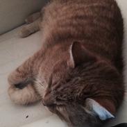 Blanding af racer Tjuba