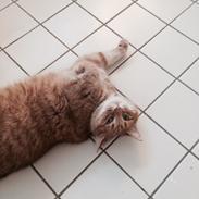 Blanding af racer Tjuba