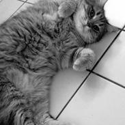 Blanding af racer Tjuba