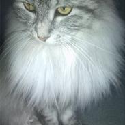 Maine Coon Liva