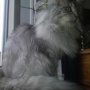 Maine Coon Liva