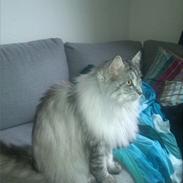 Maine Coon Liva