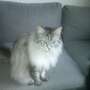 Maine Coon Liva