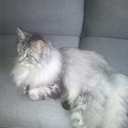 Maine Coon Liva