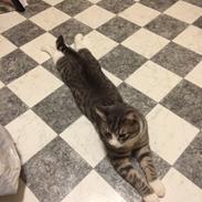 Huskat Tiger
