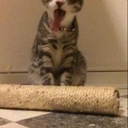 Huskat Tiger
