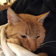 Huskat Garfield