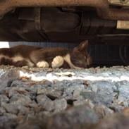 Blanding af racer Bamse "Verdens bedste kat"