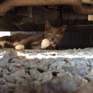 Blanding af racer Bamse "Verdens bedste kat"