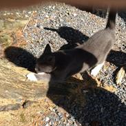 Blanding af racer Bamse "Verdens bedste kat"