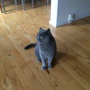 British Shorthair La Chatte Duchesse - RIP i dag D. 20/11 18