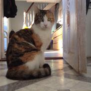 Blanding af racer Kitekat 