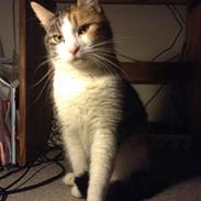 Blanding af racer Kitekat 