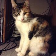 Blanding af racer Kitekat 