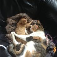 Blanding af racer Kitekat 