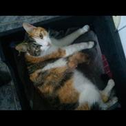 Blanding af racer Kitekat 