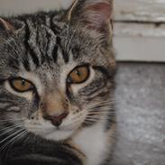 Blanding af racer Lillepigen