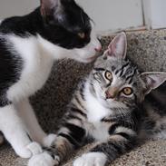 Blanding af racer Lillepigen