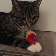 Blanding af racer Lillepigen