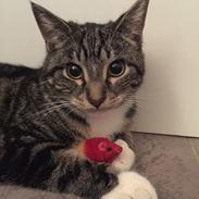 Blanding af racer Lillepigen