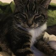 Blanding af racer Lillepigen