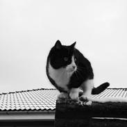 Huskat Silke