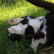 Huskat Silke