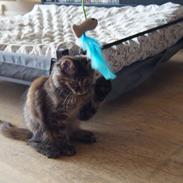 Maine Coon Tigermis