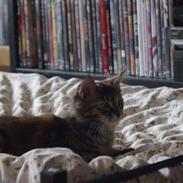 Maine Coon Tigermis