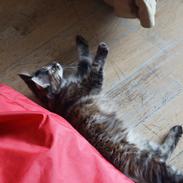 Maine Coon Tigermis
