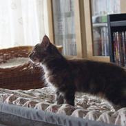 Maine Coon Tigermis