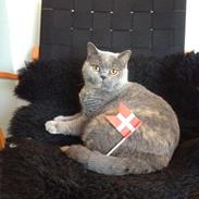 British Shorthair Peggy Zhou In Concert
