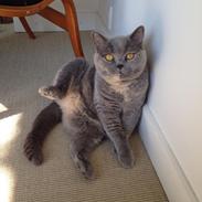 British Shorthair Peggy Zhou In Concert
