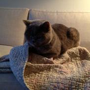 British Shorthair Peggy Zhou In Concert