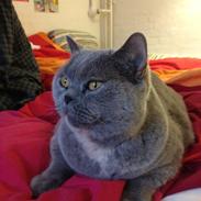 British Shorthair Peggy Zhou In Concert