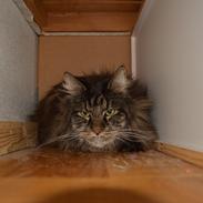 Maine Coon Basse 