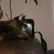 Maine Coon Basse 