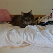 Maine Coon Basse
