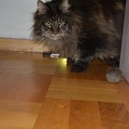 Maine Coon Basse 