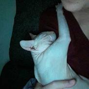 Sphynx Bastian