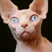 Sphynx Magnus Anat Her*PL - "Gustav"