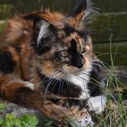 Maine Coon DK Nimrodel's Tauriel