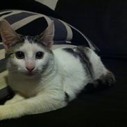 Huskat Nala