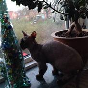 Blanding af racer Frk. Fryd