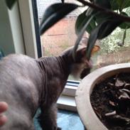 Blanding af racer Frk. Fryd