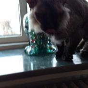 Blanding af racer Frk. Fryd