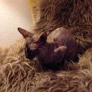 Blanding af racer Frk. Fryd