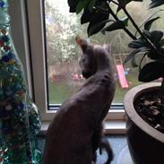 Blanding af racer Frk. Fryd